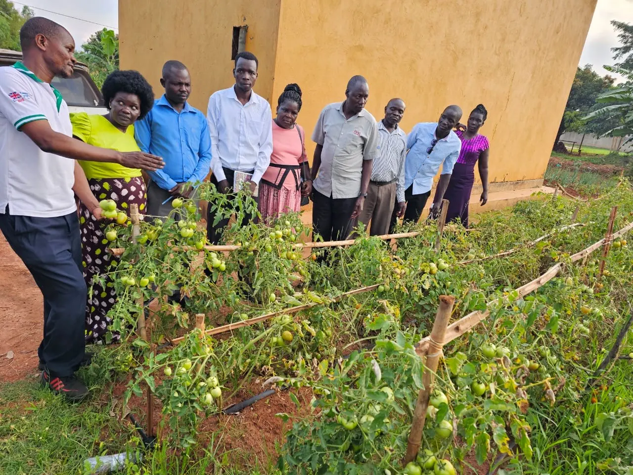 Stakeholders visiting a group tomato garden